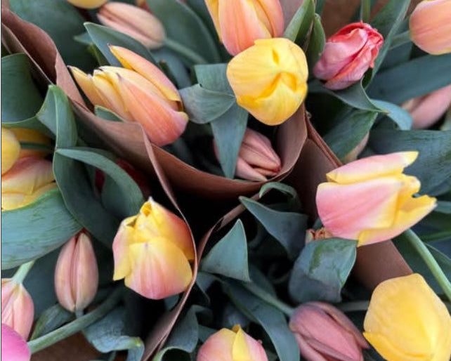 Spring Tulip Subscription