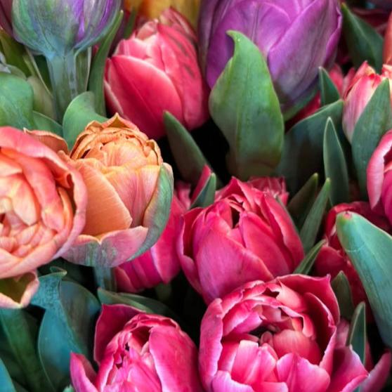 Spring Tulip Subscription