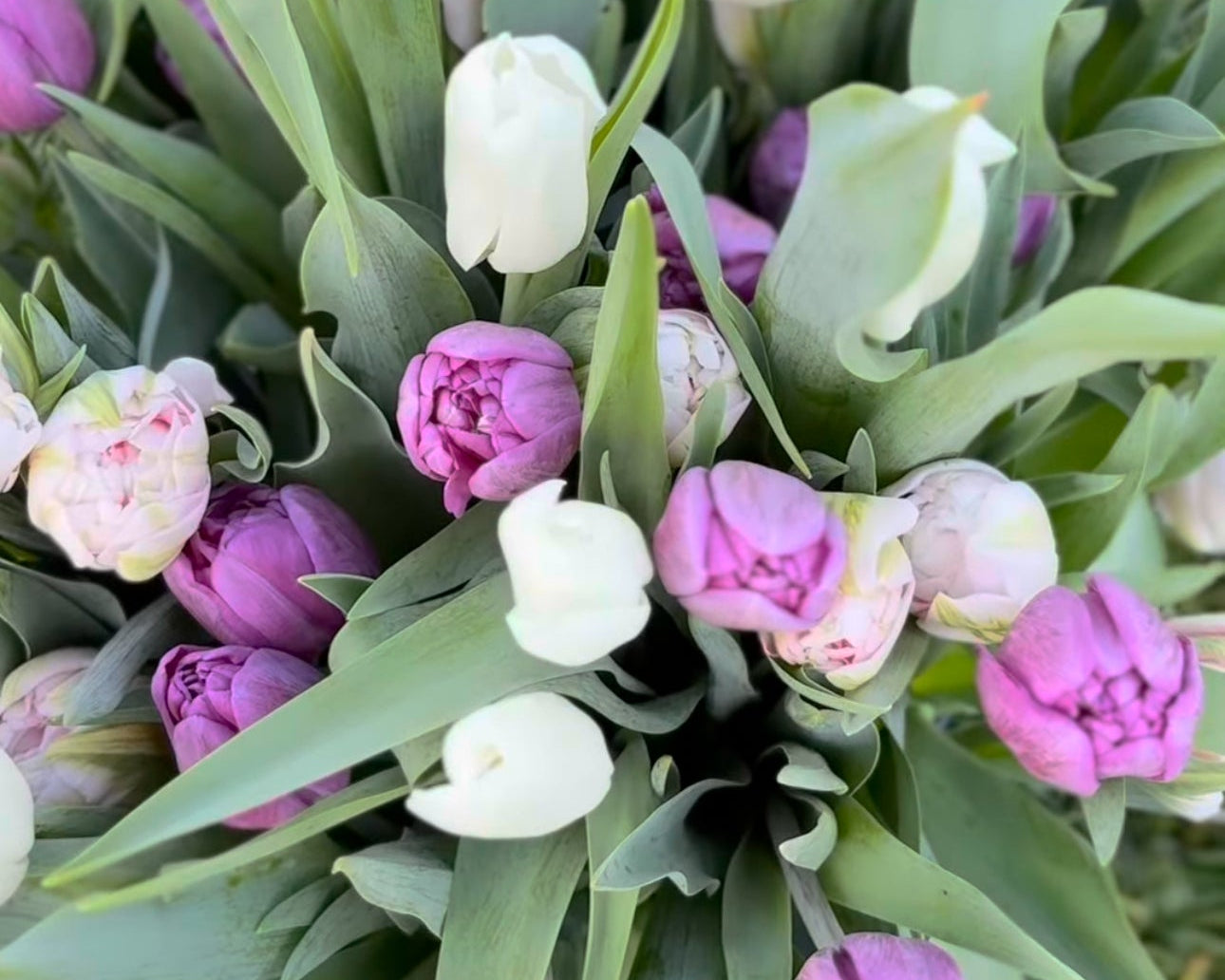 Exclusive Valentine's Day Tulip Subscription