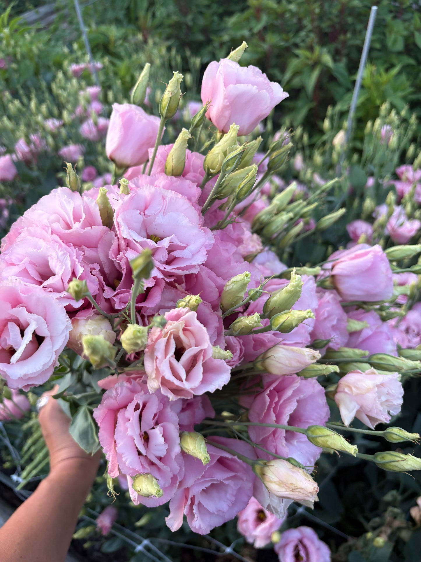 Specialty Lisianthus Bouquet