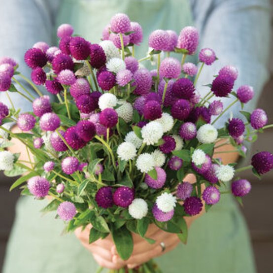 Summer Cut Flower Collection