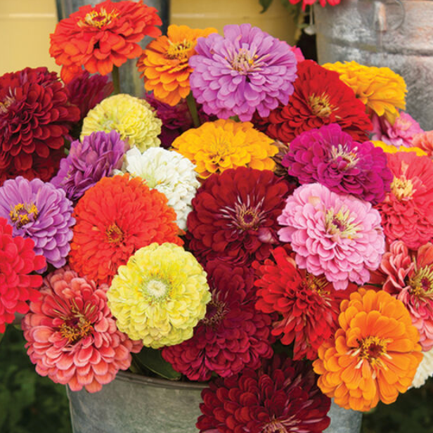 Summer Cut Flower Collection