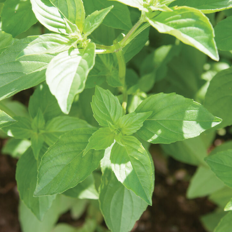 Summer Cut Flower Collection